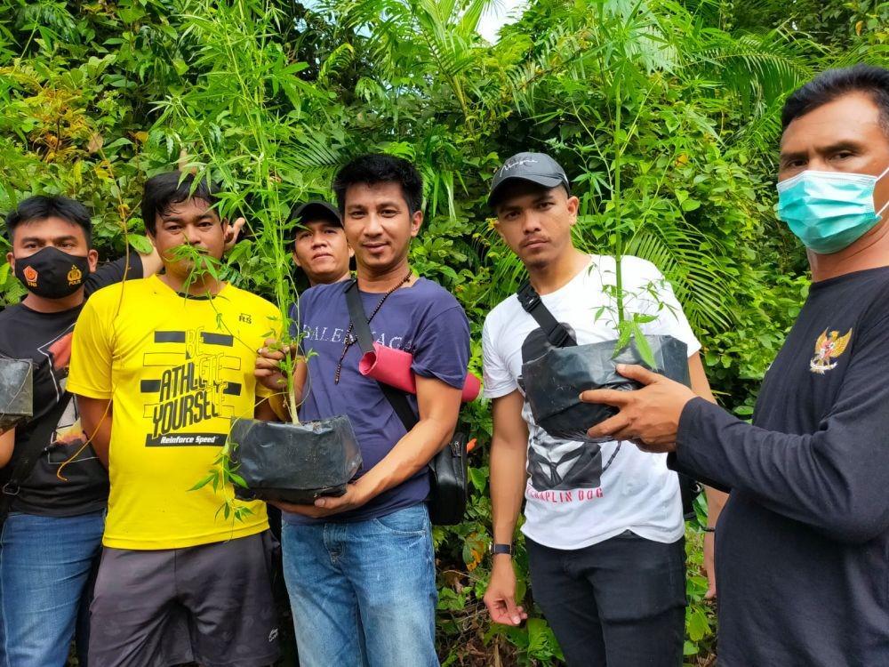 Pengedar Tanam 5 Batang Ganja di Kebun Karet Ogan Ilir