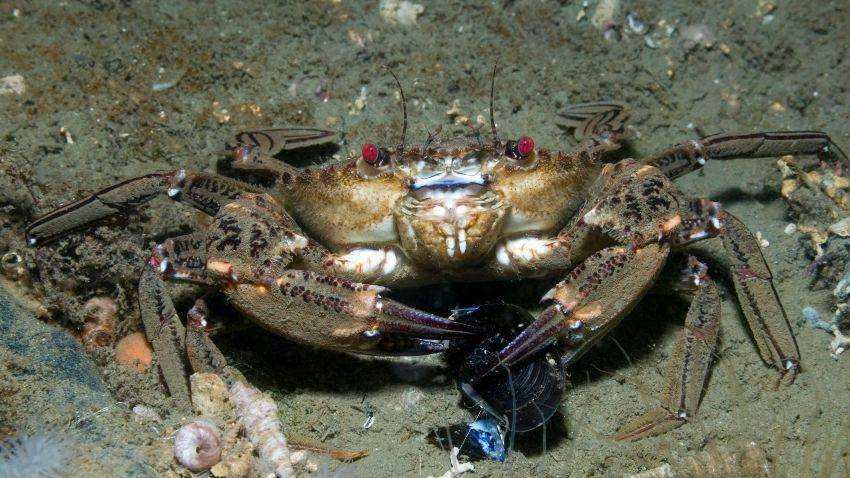kepiting (thoughtco.com)