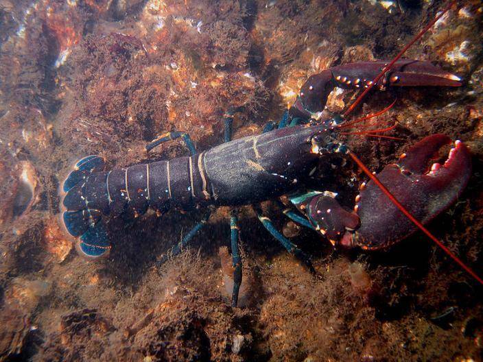 lobster (wa.gov.au)