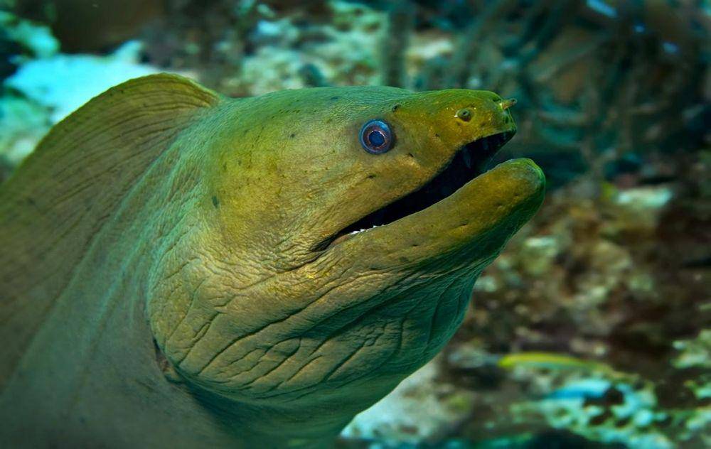 belut moray (oceana.org)