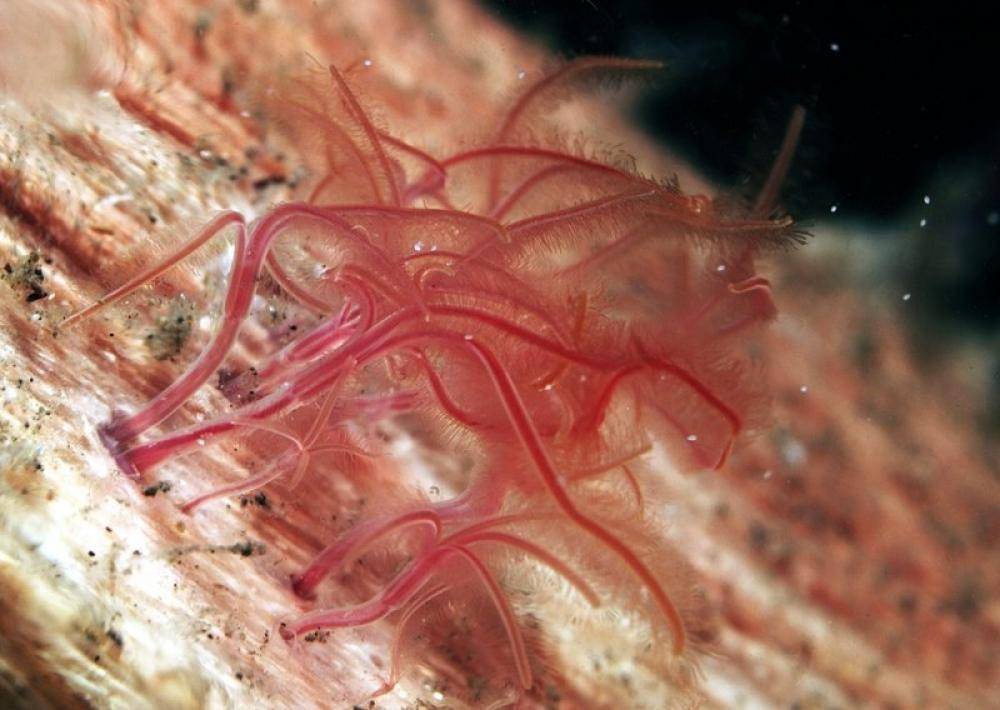cacing osedax (si.edu)