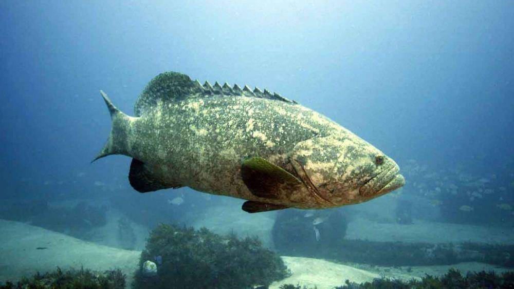 Kerapu goliath mampu memakan ikan hiu (Sun-sentinel.com)