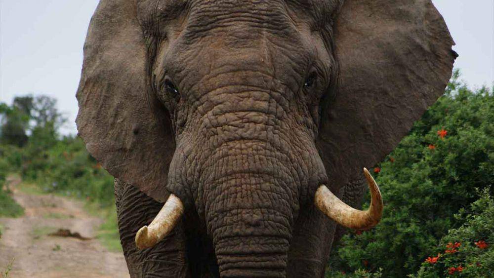 Gajah adalah salah satu hewan terkuat (Unsplash.com/Zoe Reeve)