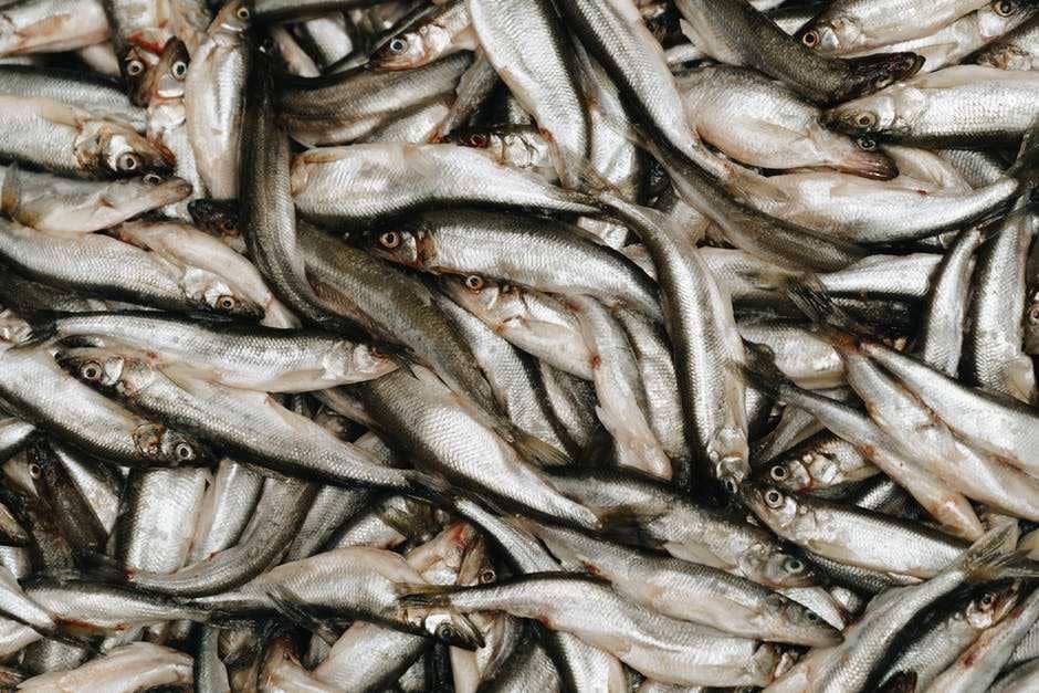 Ilustrasi ikan teri (Pexels.com/Алекке Блажин)