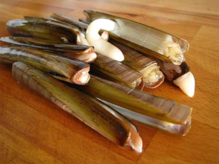 Ilustrasi kerang bambu (Carryitlikeharry.com)