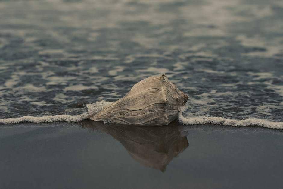 Ilustrasi keong (Pexels.com/Alan Cabello)