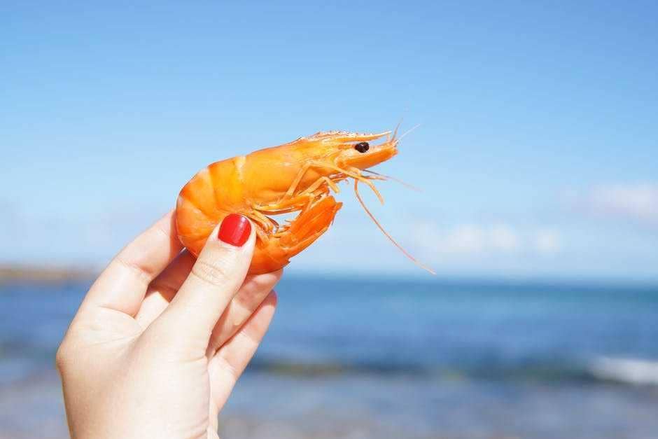Ilustrasi udang (Pexels.com/Elle Hughes)