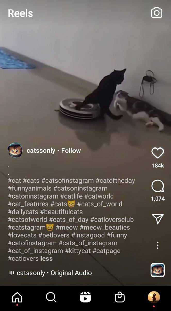 ilustrasi tagar Reels (instagram.com/catssonly)