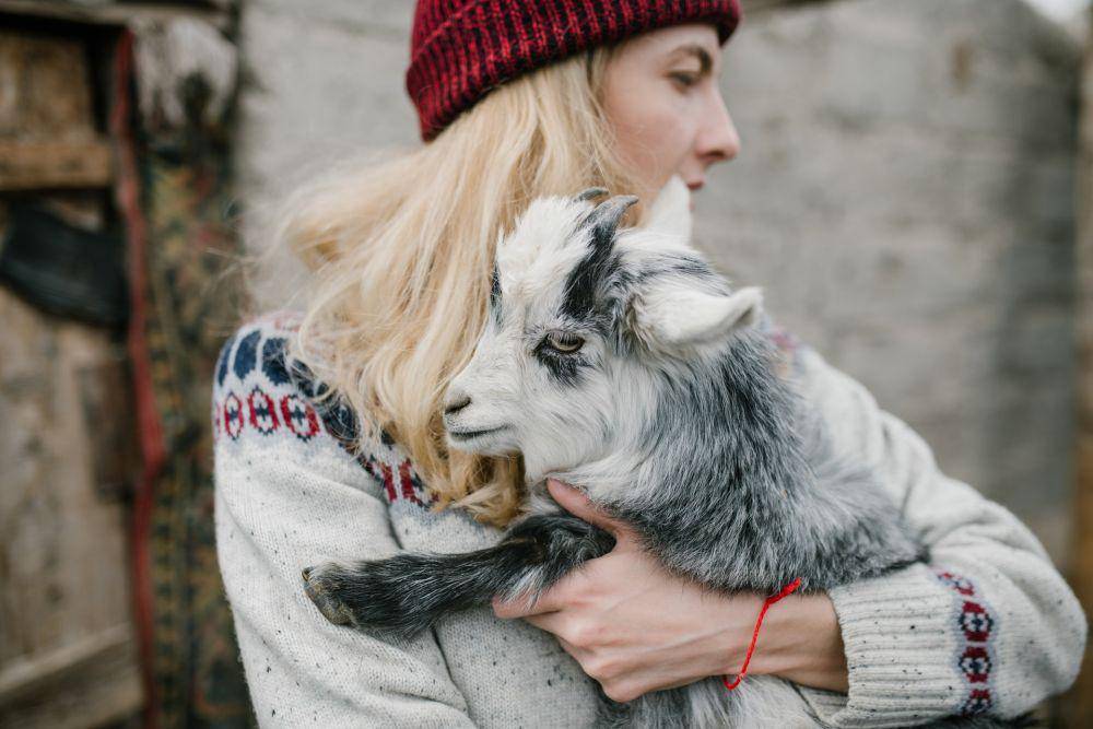 ilustrasi wanita menggendong kambing (pexels.com/Julia Volk)