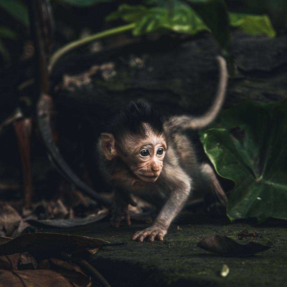 ilustrasi monyet (pexels.com/Tiago Cardoso)