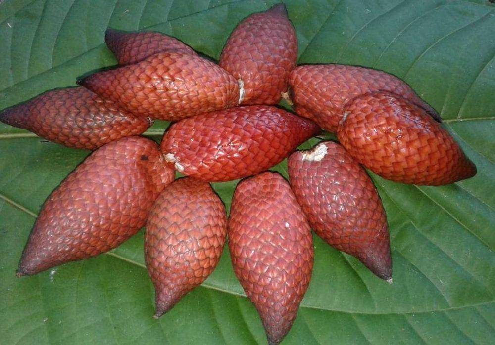 buah salak hutan (instagram.com/yayasan_palung)