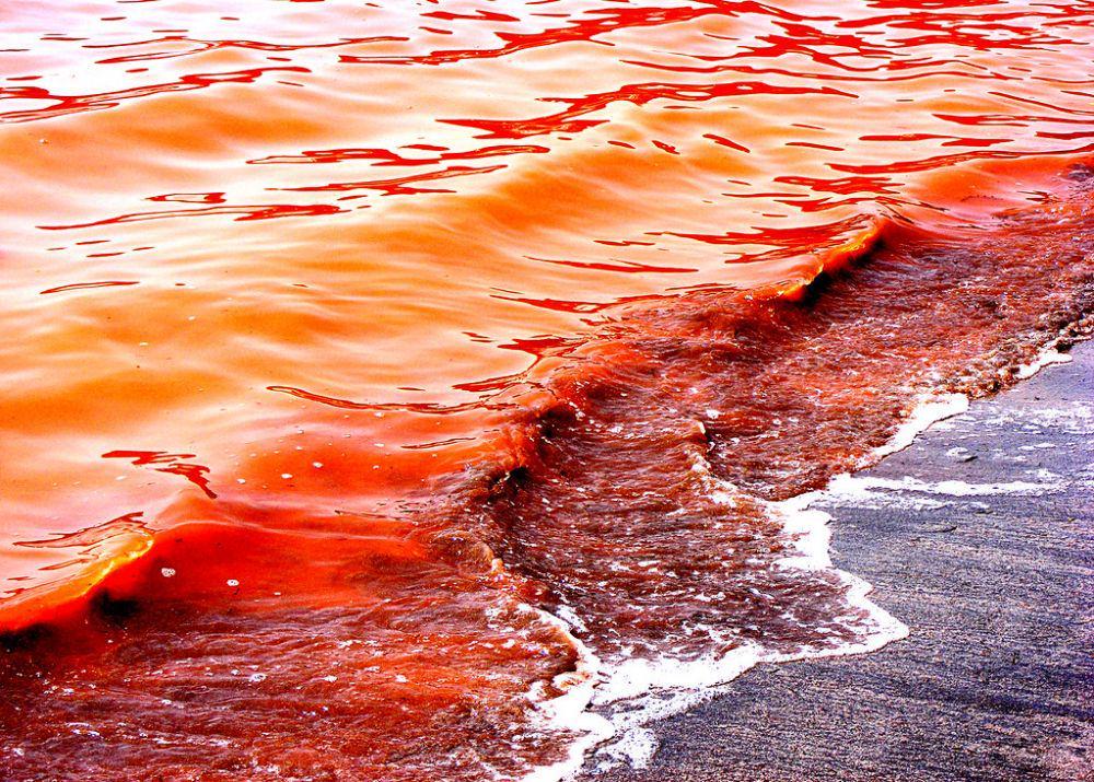 Ombak merah pernah beberapa terjadi akibat populasi alga yang sangat banyak. (cityofmarcoisland.com)