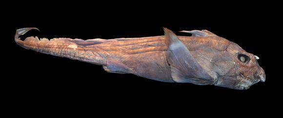 Pointy Nosed Blue Chimaera (eol.org)