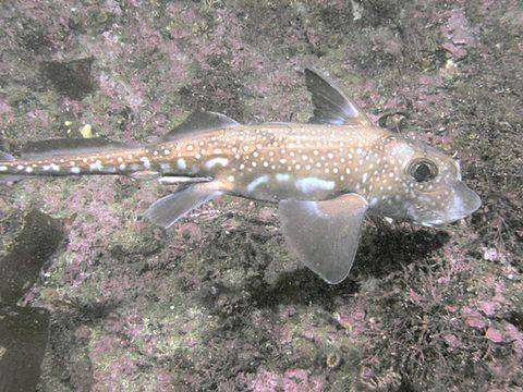 Spotted Ratfish (eol.org)