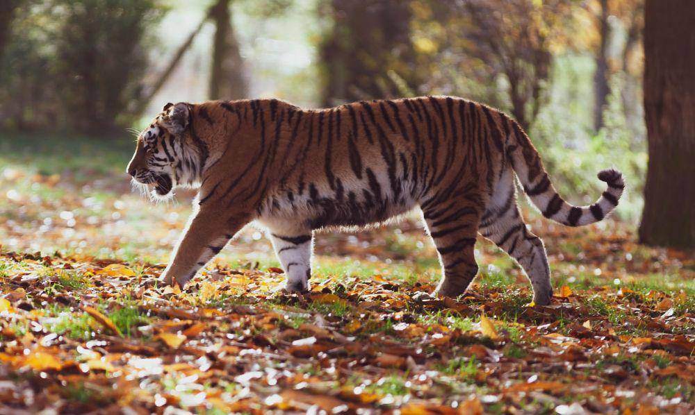 Harimau (pixabay.com/TheOtherKev)