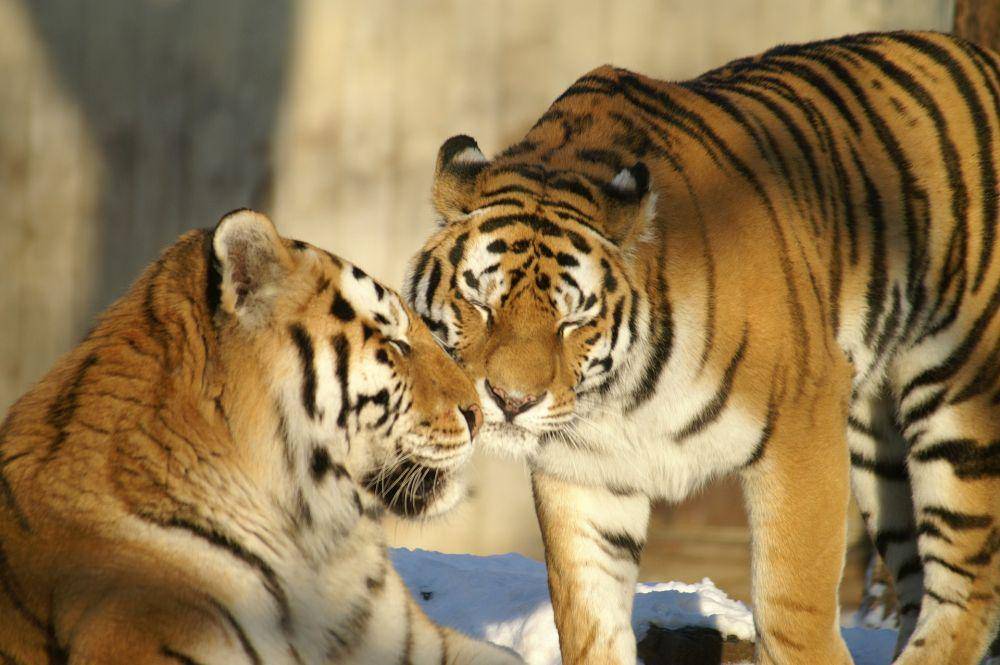 ilustrasi harimau bersama pasangannya (pixabay.com/Josef Schilk)