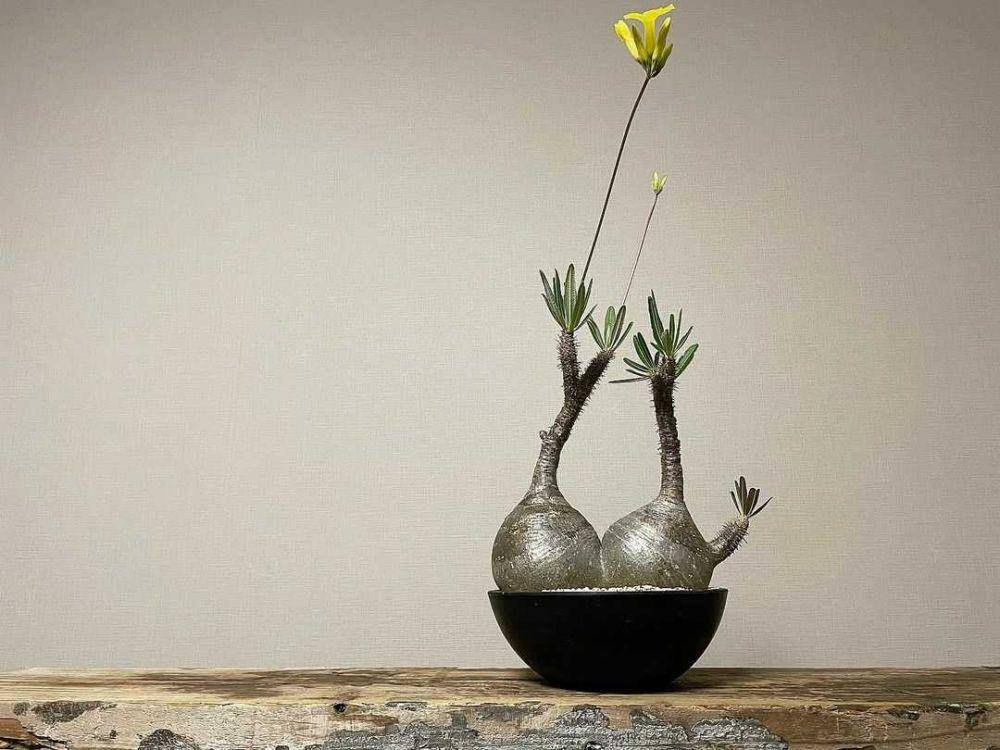 Potret Pachypodium (instagram.com/naoking_1224)