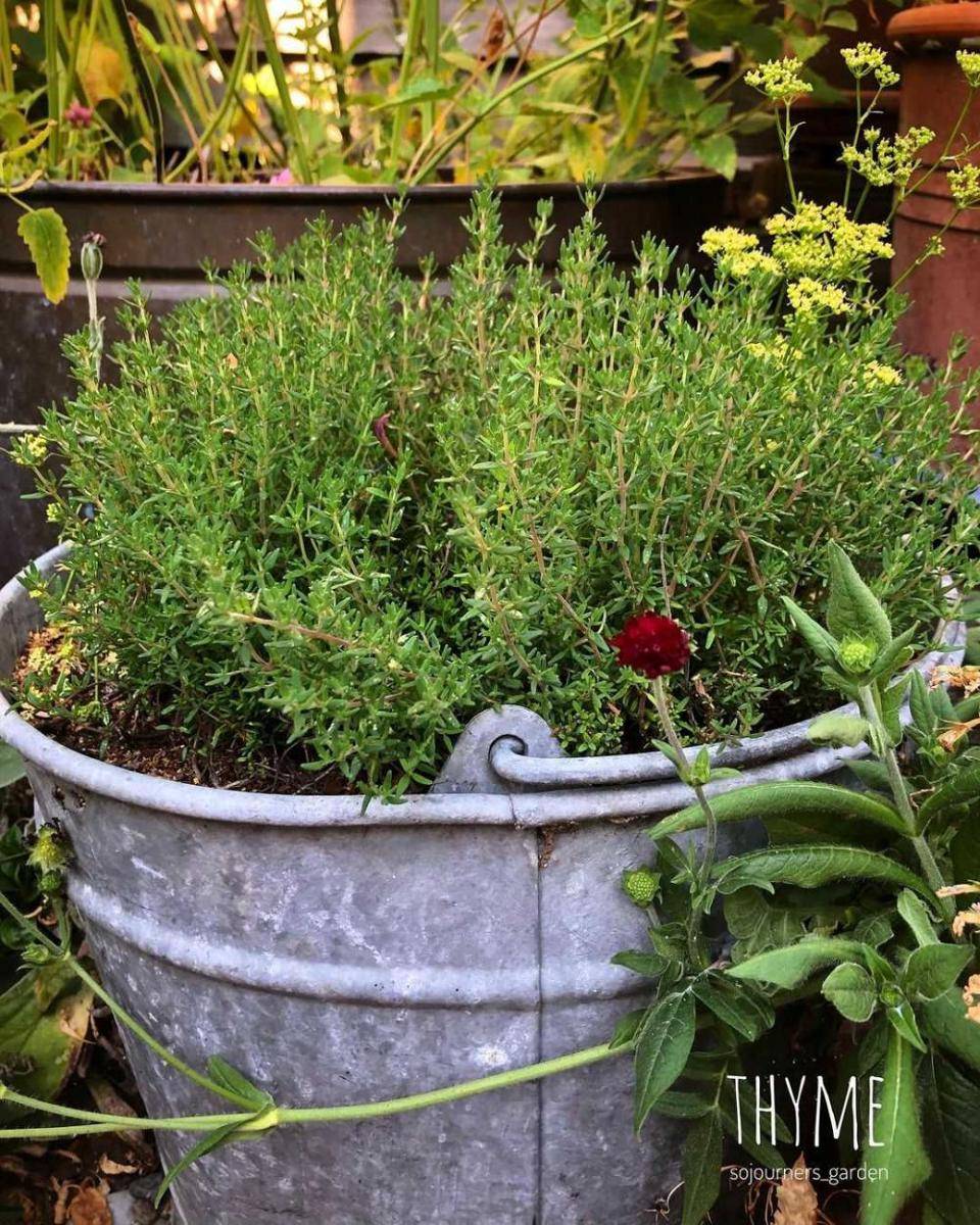 Potret Thyme (instagram.com/sojourners_garden)