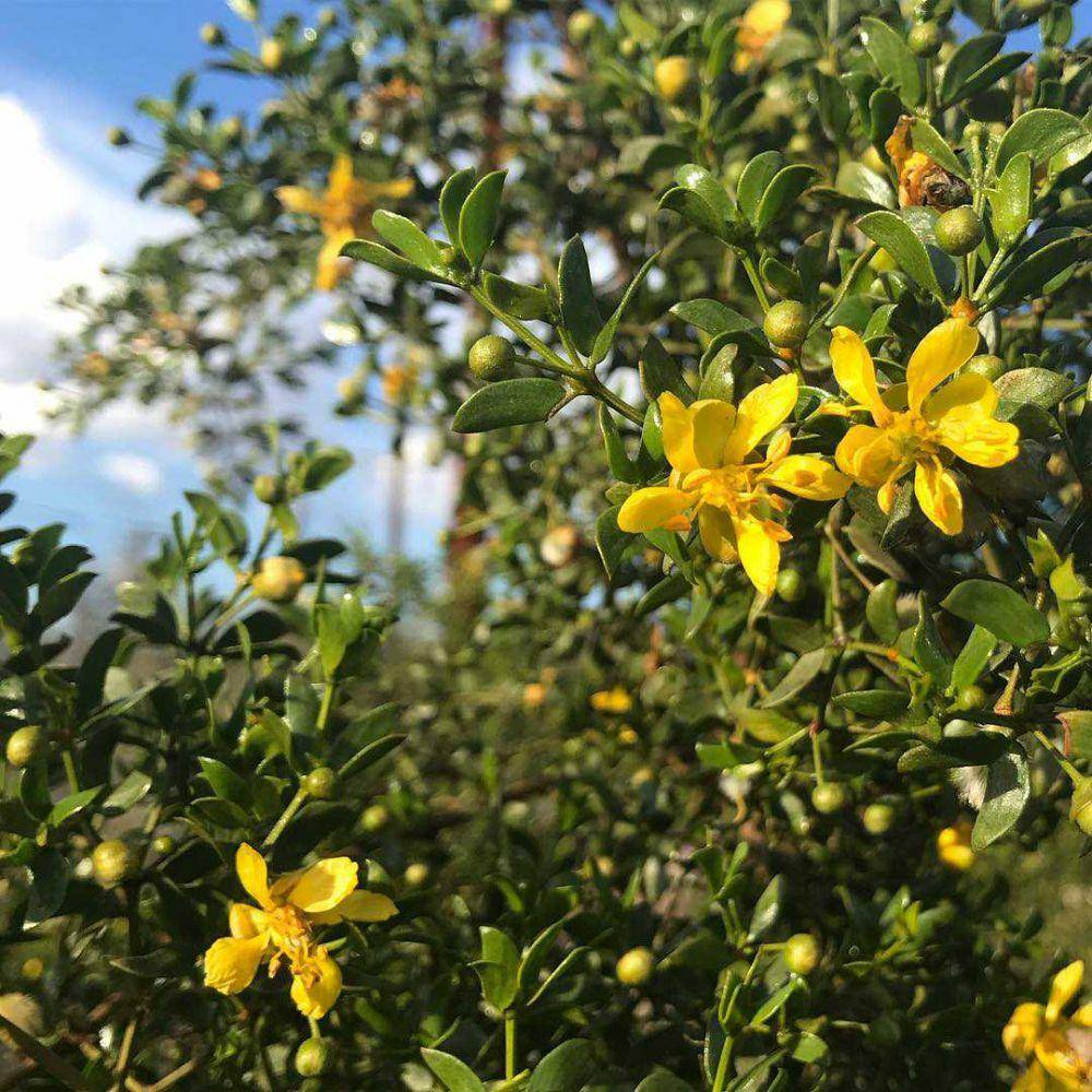 Potret Semak Creosote (instagram.com/sonoranrosieherbal)