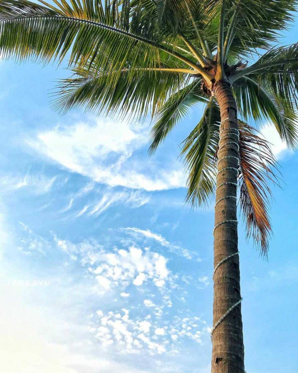 Potret Pohon Kelapa (instagram.com/jadeayu)