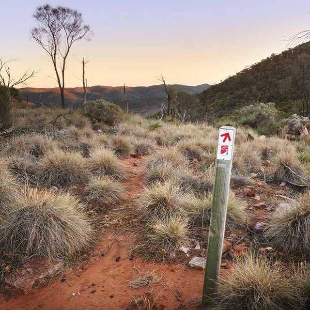 Spinifex Grass (instagram.com/pichirichipark)