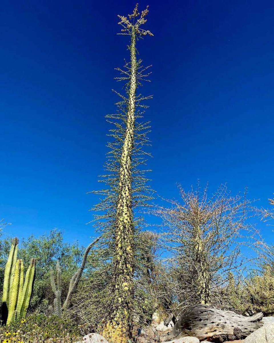 Potret Boojum (instagram.com/desertmuseum)