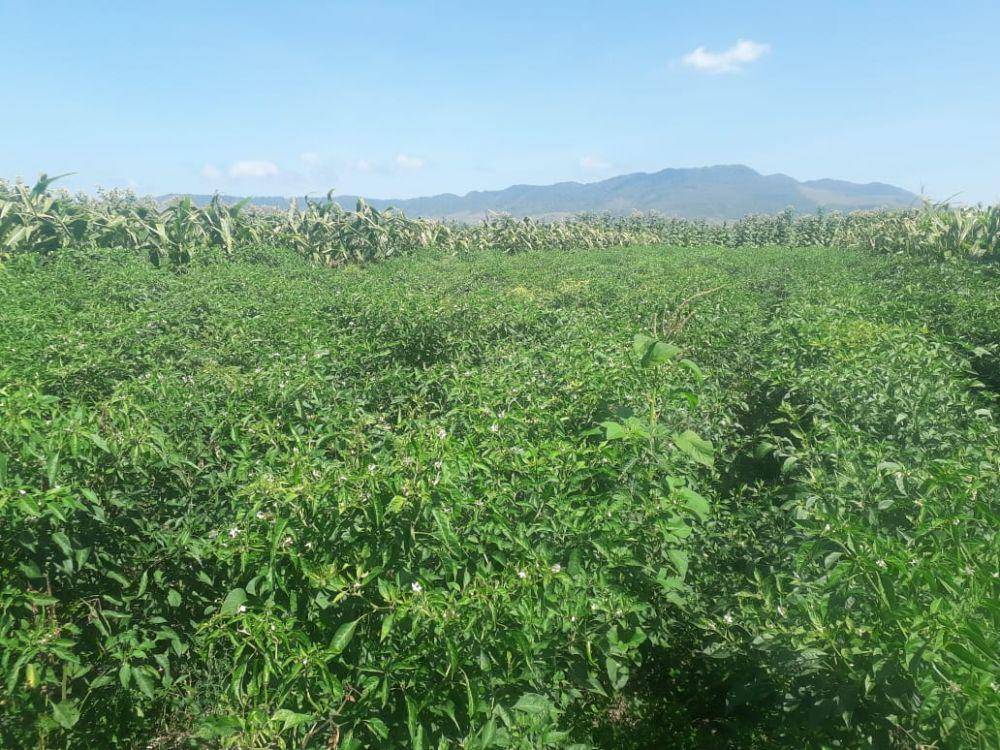 Tanaman cabai jenis panen hijau di Lojejer, Jember. IDN Times/Istimewa