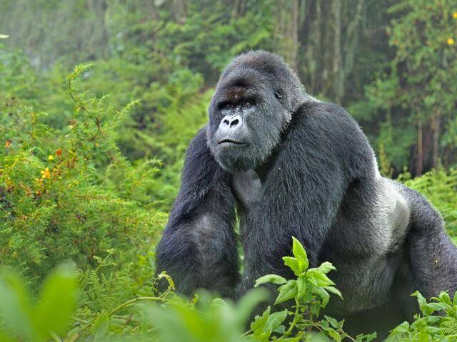 gorila (worldwildlife.org)