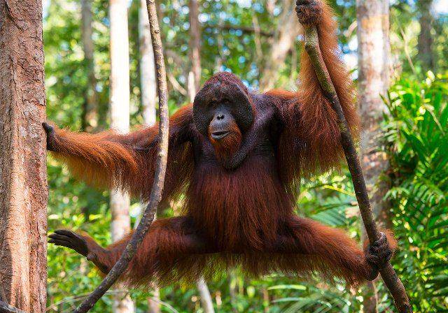 orang utan (britannica.com)