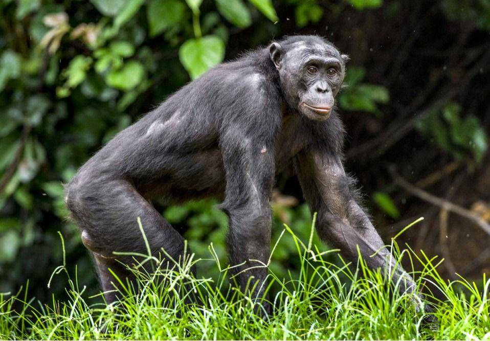 bonobo (a-z-animals.com)