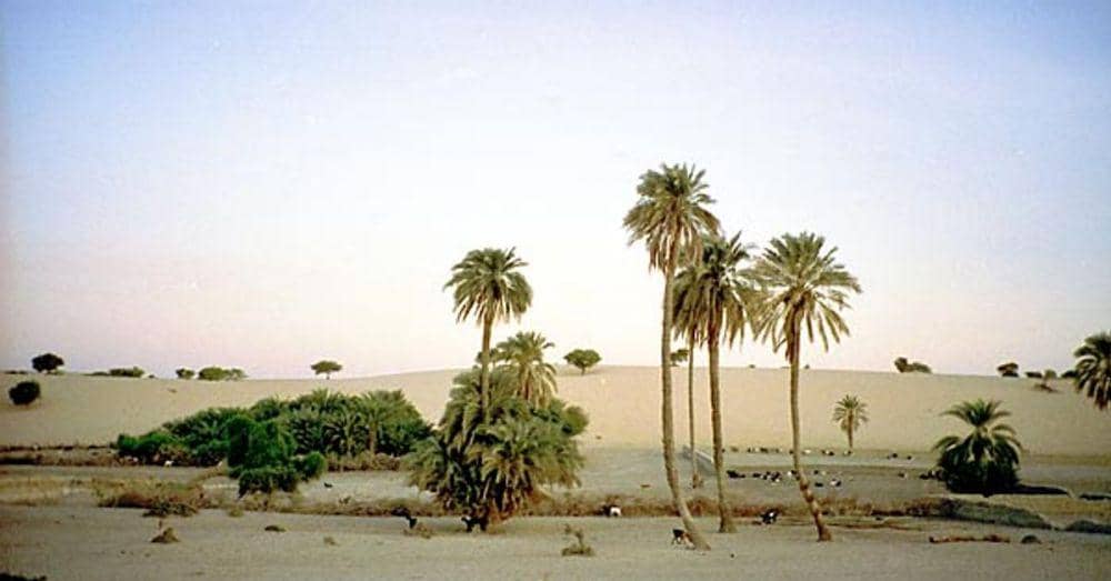 oasis di Kota Mao, Chad (worldhistory.org)