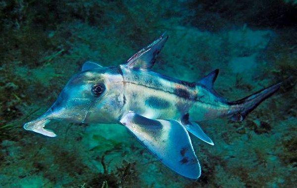 Australian Ghostshark (practicalfishkeeping.co.uk)