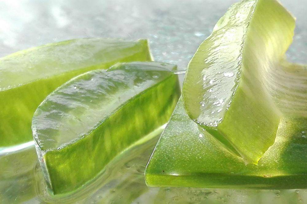 ilustrasi aloe vera (pixabay.com/mozo190)