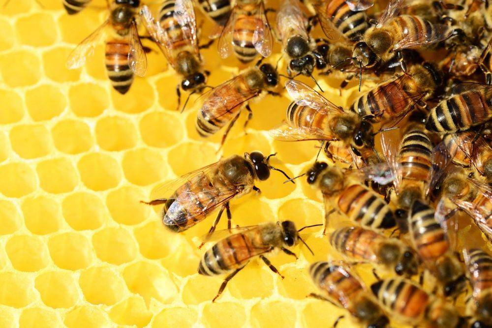 ilustrasi propolis (pixabay.com/PollyDot)