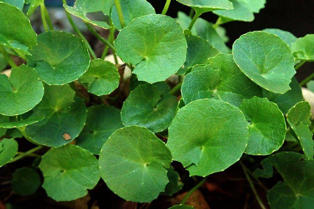 ilustrasi centella asiatica (pixabay.com/Buntysmum)