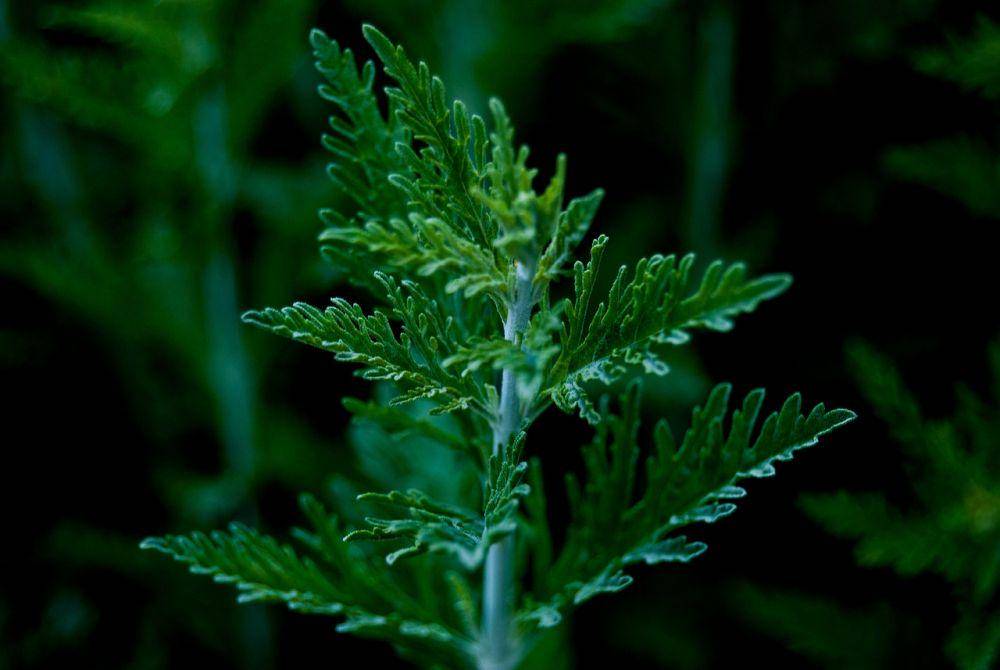 ilustrasi mugwort (pixabay.com/Jeffrey_Rob)