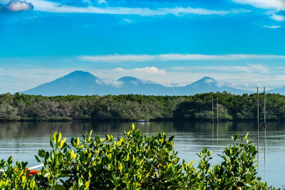 Lestarikan Hutan Mangrove Demi Bumi Tercinta, Begini 4 Caranya!