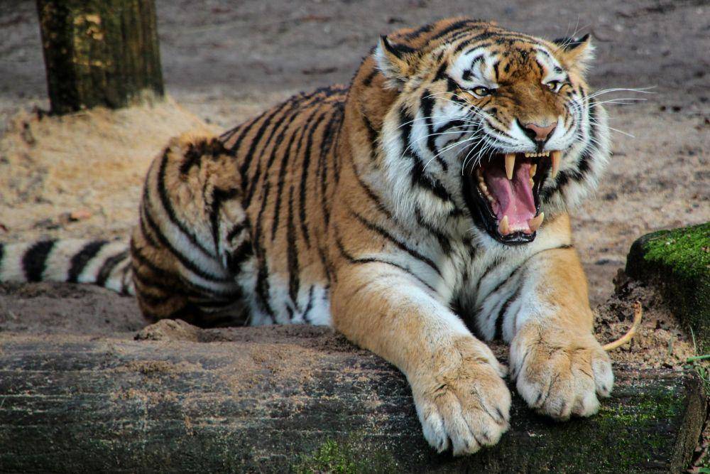 ilustrasi harimau sedang mengaum (pixabay.com/Gerhard G)