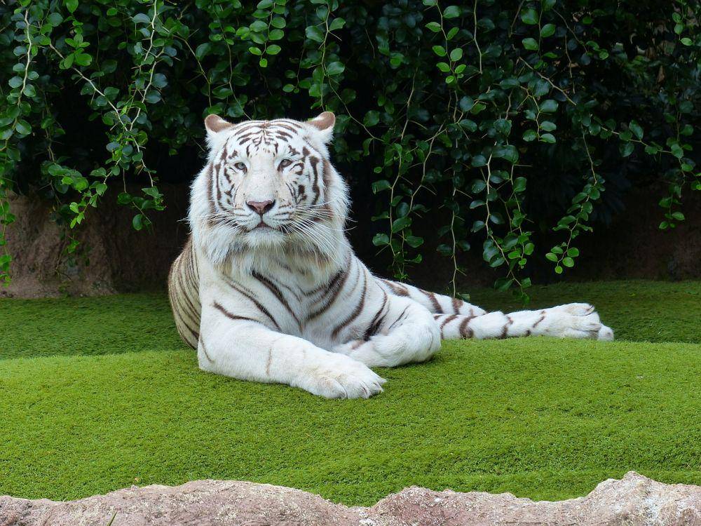 Harimau putih (pixabay.com/Hans Braxmeier)