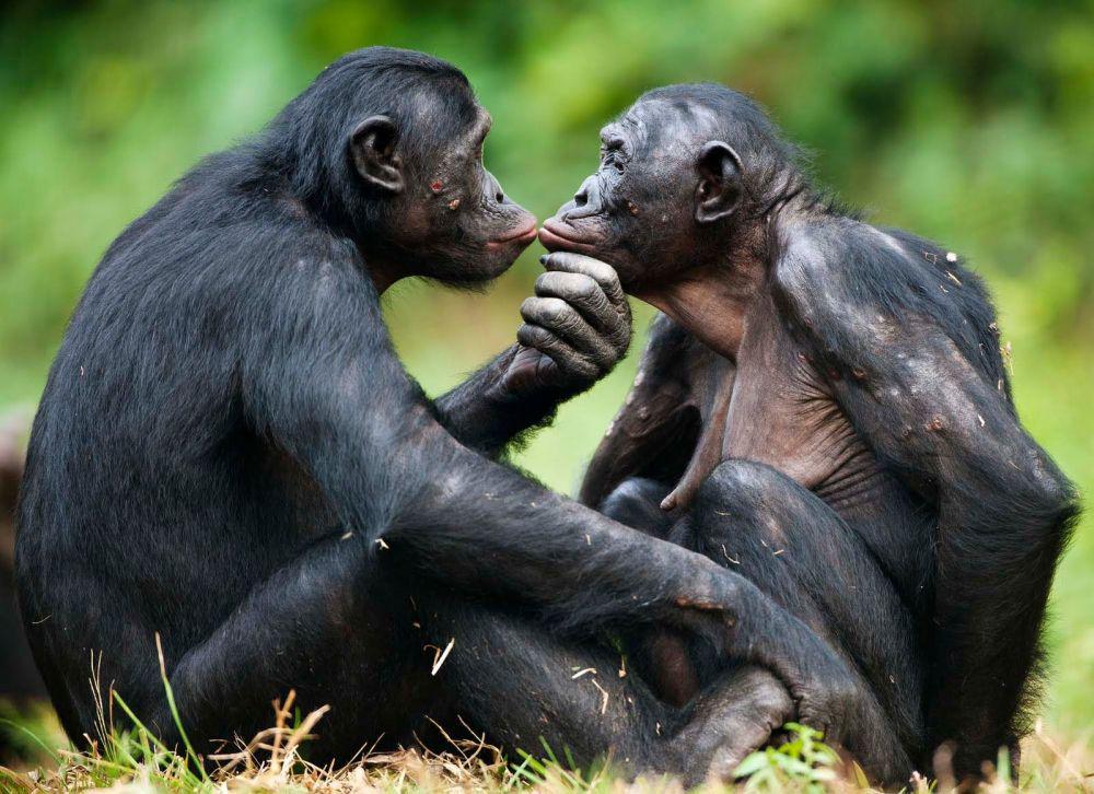 Kera bonobo menjadi salah satu spesies hewan yang gila seks. (reed.edu)