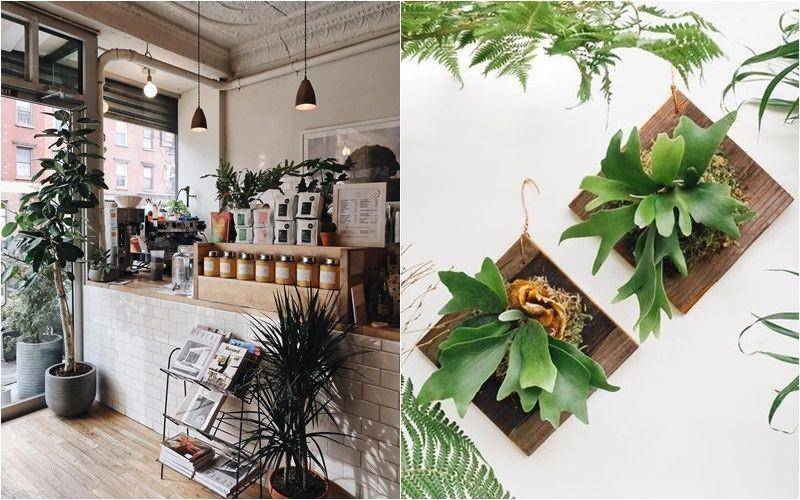 Rekomendasi tanaman untuk dekorasi coffee shop (novocom.top | sunset.com)