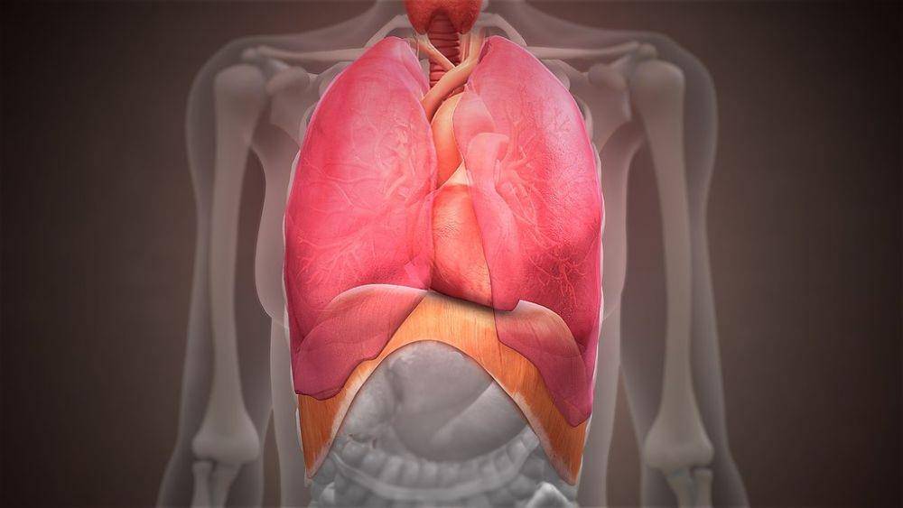 ilustrasi struktur diafragma (scientificanimations.com)