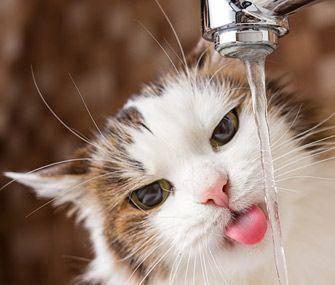 ilustrasi kucing sedang minum (vetstreet.com)