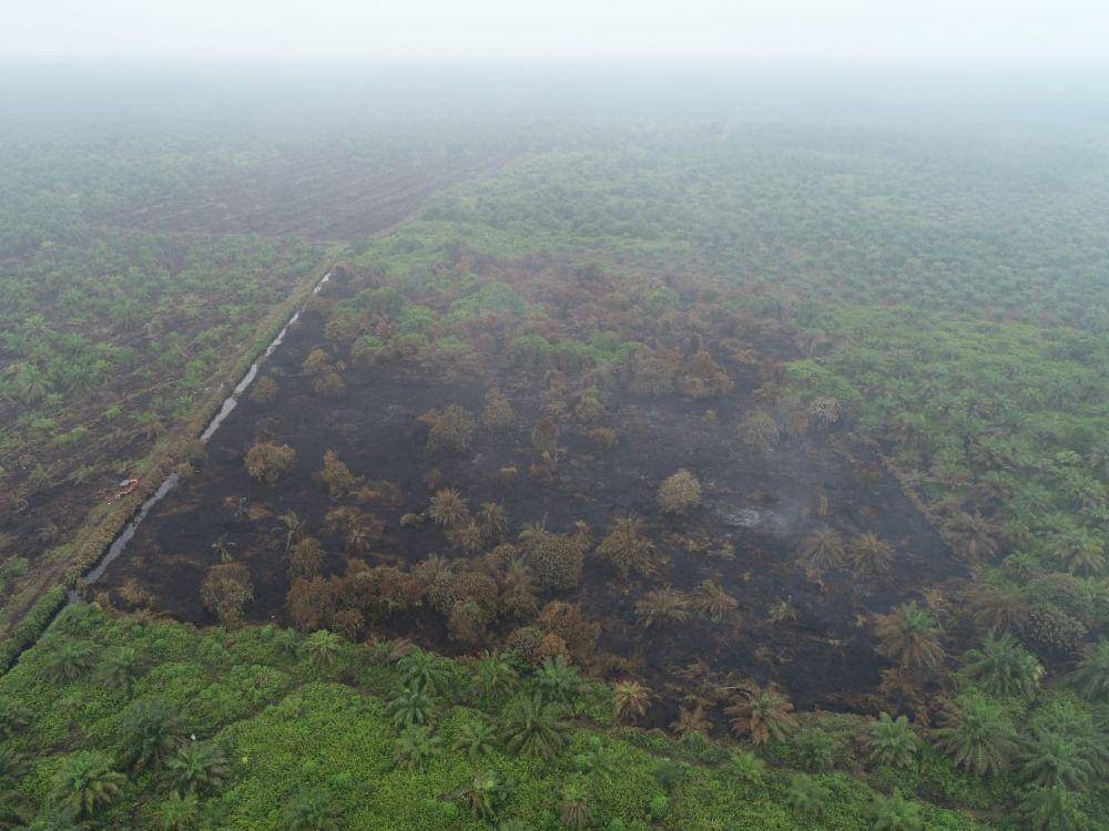 Foto : Lokasi terjadinya karhutla di kecamatan Dayun, Siak, Riau/ IDN Times, Dokumentasi Manggala Agni