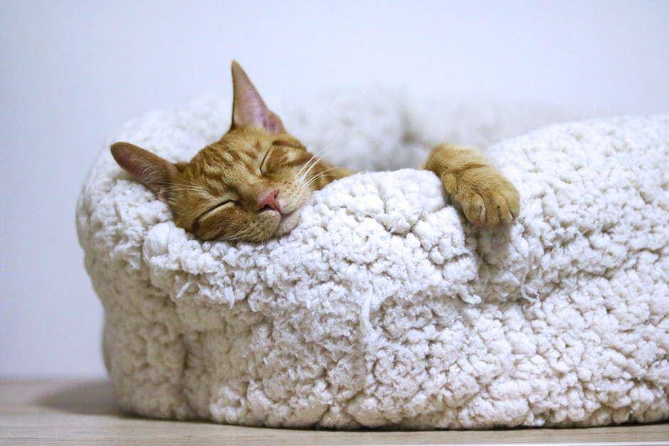 ilustrasi kucing sedang tidur (pexels.com/Александар Цветановић)