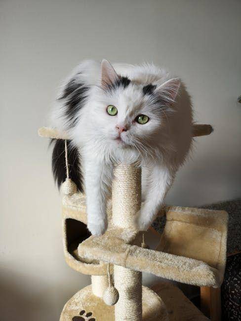 ilustrasi kucing sedang mencakar (pexels.com/ Eva Kubíčková)