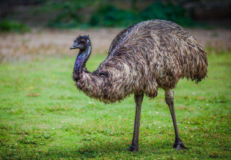 potret emu (australian.museum)