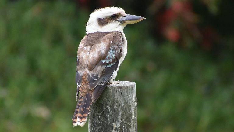 potret burung kookaburra (howstuffworks.com)
