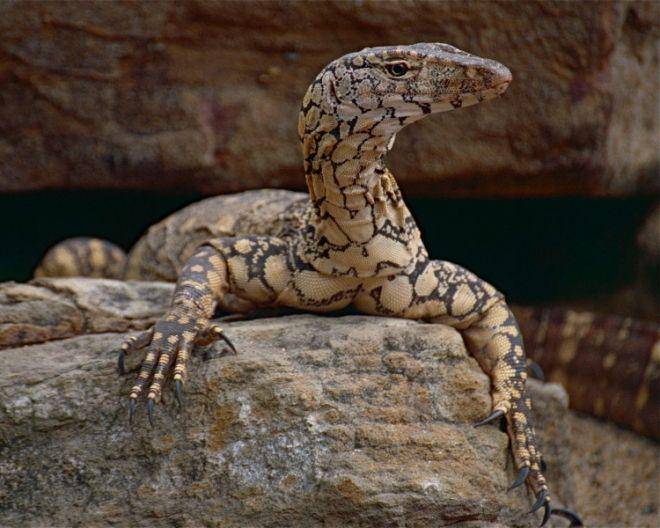 potret hewan perentie (animalia.bio)