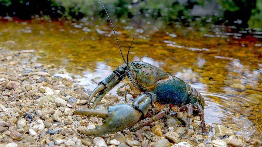 potret lobster air tawar raksasa Tazmania (abc.net.au)